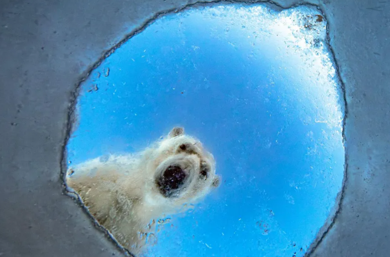 Polar bear image earns “Highly Commended” in Wildlife Photographer of the Year