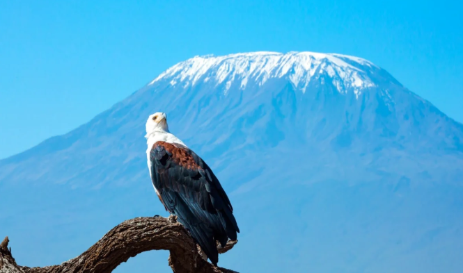 Africa’s highest mountain, Mount Kilimanjaro, is gradually losing its year-round ice cover, which could disappear entirely by mid-century.