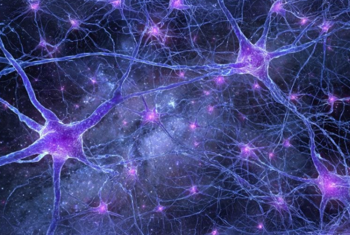 Slow-maturing brain immune cells may shape human cognition