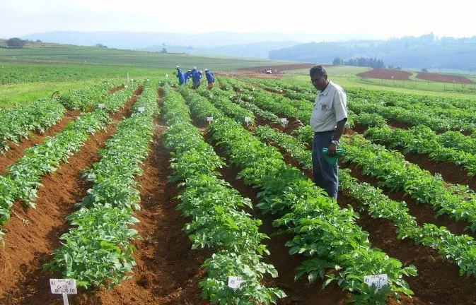 Fuel price hike adds pressure to farmers ahead of summer planting