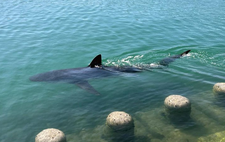 Korea’s trapped shark : is tech the problem – or the solution?