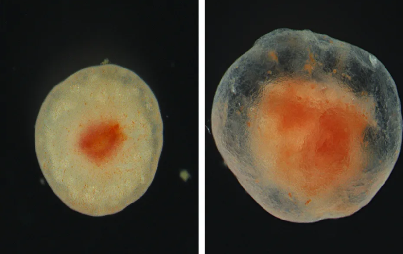 An image captured of the tissue-repair process of a sea cucumber.